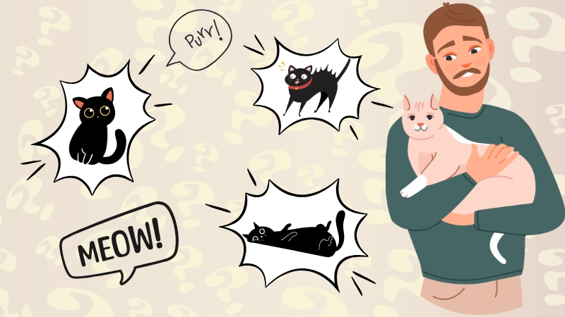 What Is Your Cat Trying to Say?