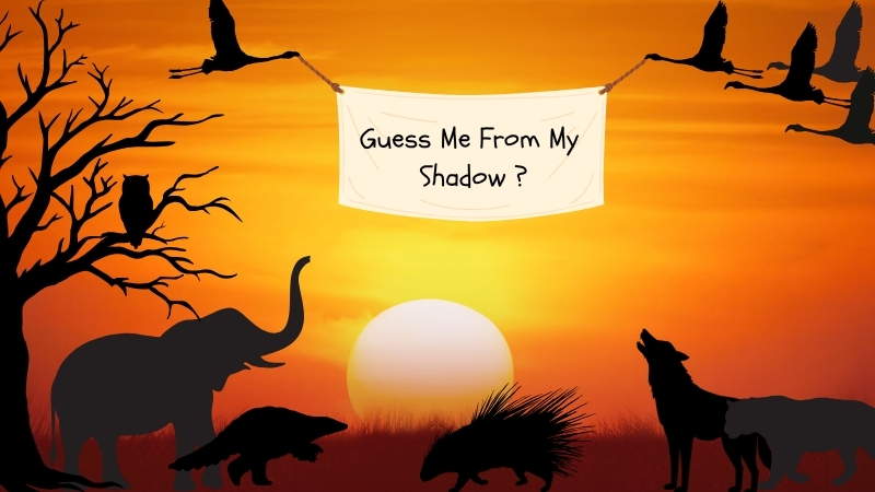 Shadow Guessing Game!